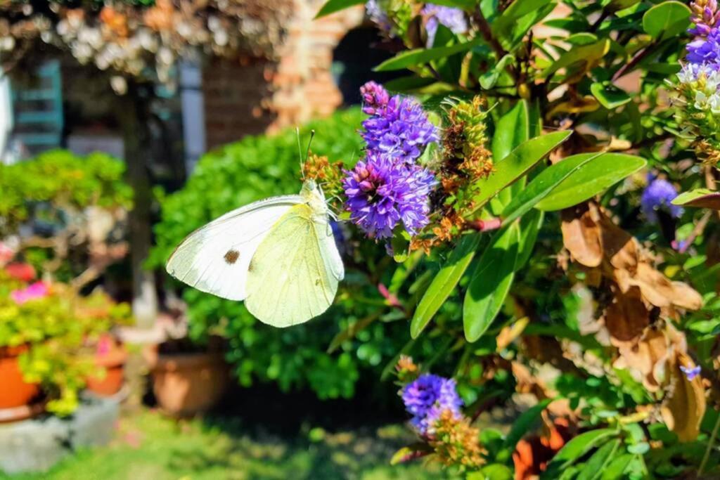 Bellavista La Tua Romantica Vacanza Sul Trasimeno Кастильоне дел Лаго Екстериор снимка
